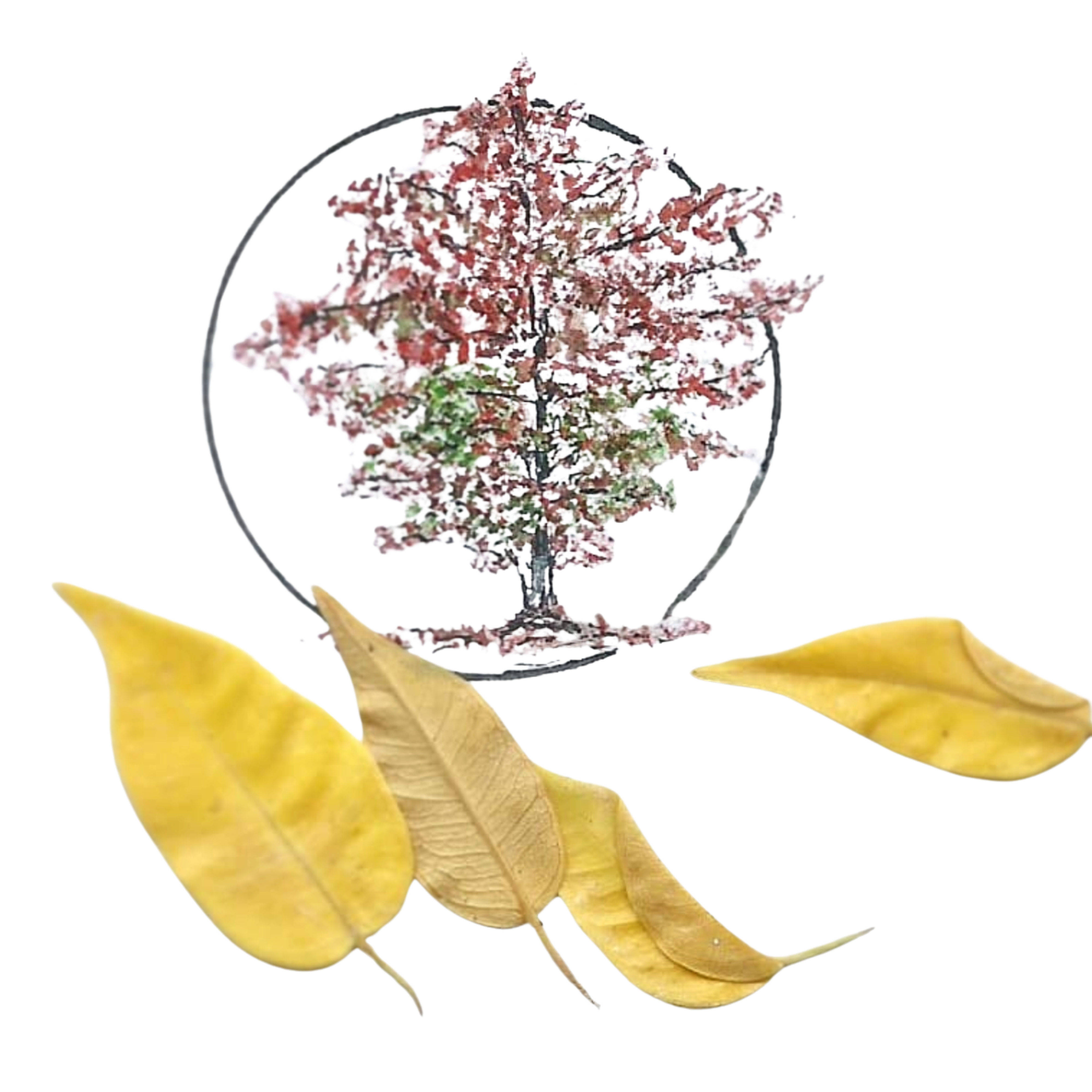 Feuilles jaunes
